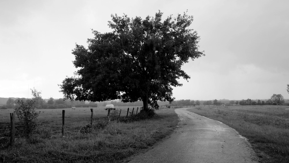 route-du-bois-2.jpg