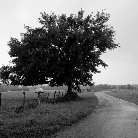Abaucourt, la route du bois
