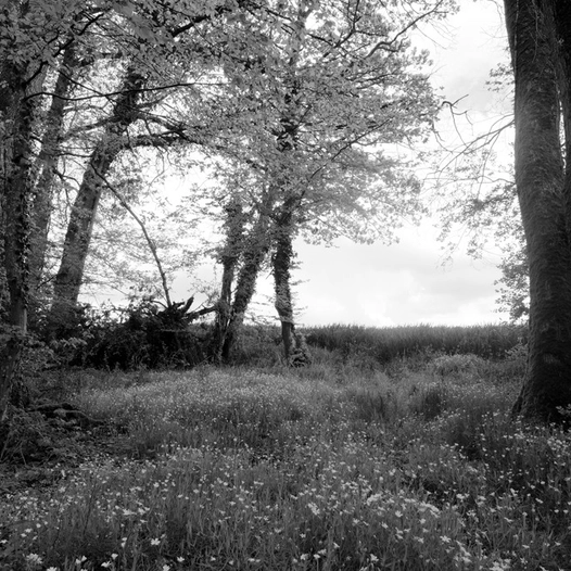 Lisière aux stellaires Phlin
