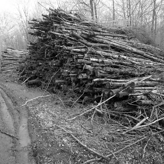 Brin sur Seille / Bois le Loup