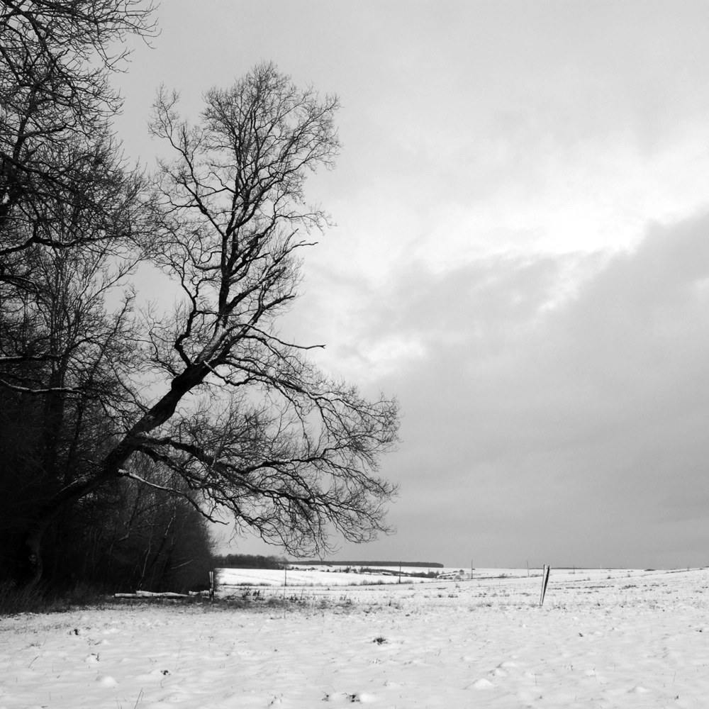 arbre-penché-neige.jpg