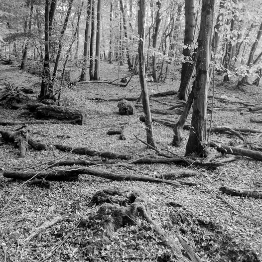 Brin sur Seille / Bois la Dame