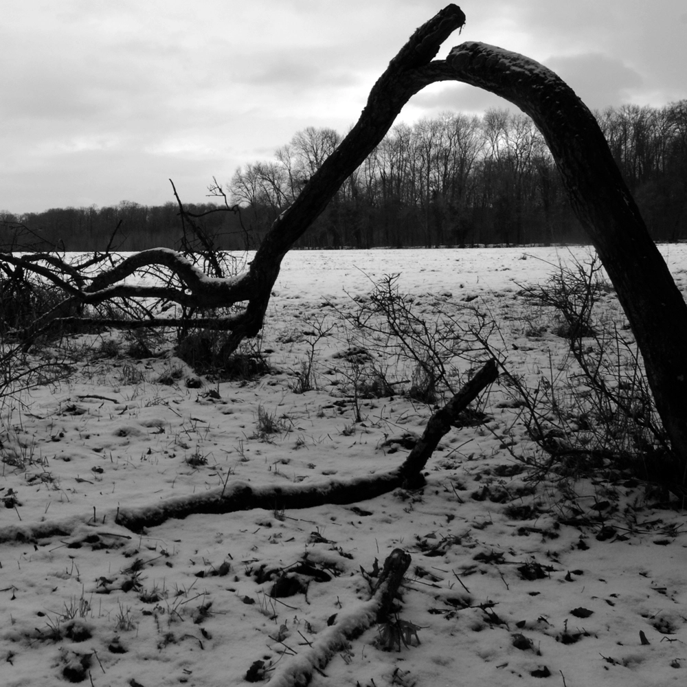 arbre-cassé-neige.jpg