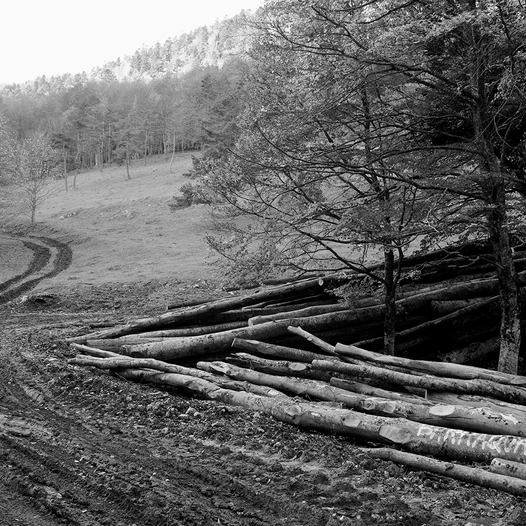 Saint-Agnan en Vercors Hêtre ou Fayard