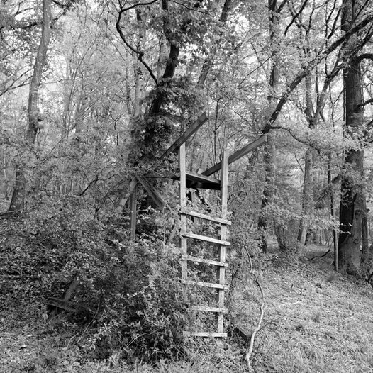 Lisière du bois de Phlin